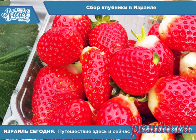 Сбор клубники в Израиле - Израиль сегодня