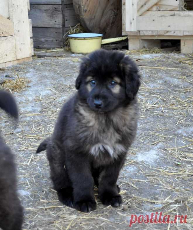 Харсаче (защитница).