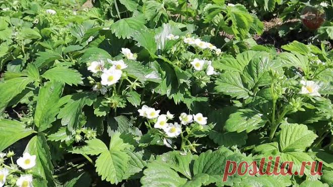 Во время бутонизации и цветения клубники внесите такое удобрение. Клубнику будет некуда девать. | Сад огород life | Дзен