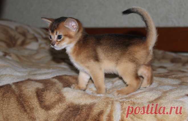 Абиссинские котята из питомника BUOZI