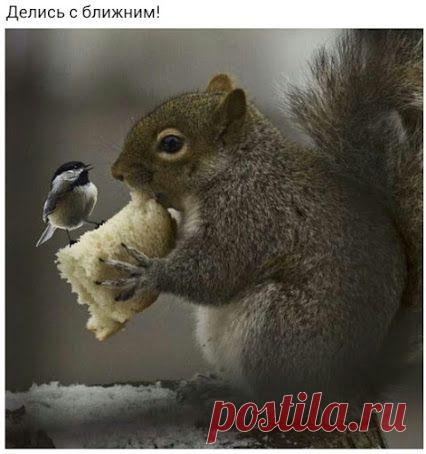 Интересное фото и видео – Фото: Животные – Community – Google+