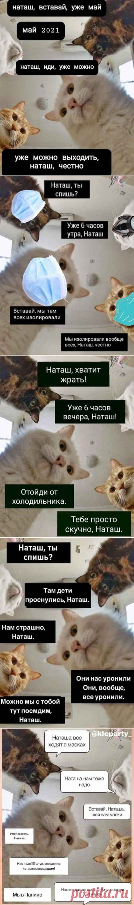 «Наташ, ты спишь?»: собрали самые смешные мемы с «Наташиными котами»