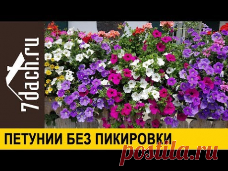 🌺 Петунии без ПИКИРОВКИ: меньше труда, лучше результат - 7 дач