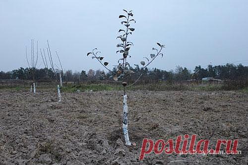 Как защитить кору деревьев от повреждения грызунами? Простой и действующий способ