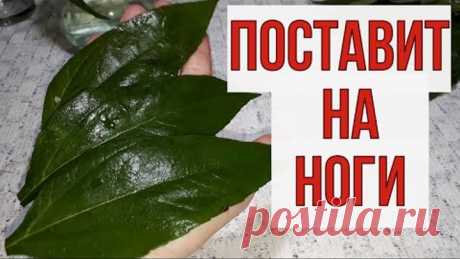 Поднимает лежачие СУСТАВЫ, чистая ПЕЧЕНЬ, диабета как НЕ бывало
