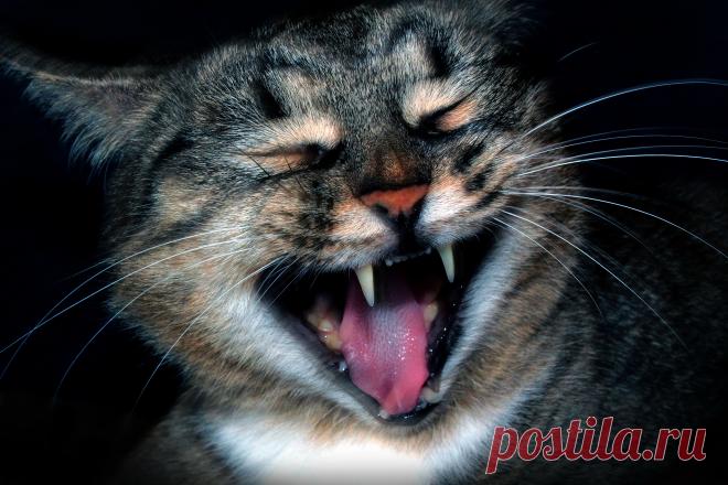 Моя кошка Дашка.Зевает, как будто хохочет.Лично я без улыбки на эту фотографию смотреть не могу.