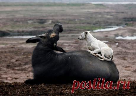 Необычные друзья / Питомцы