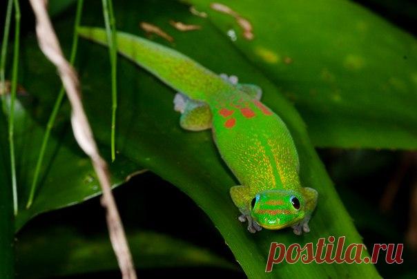 Плоскохвостая фельзума, или плоскохвостый мадагаскарский геккон, или коморский дневной геккон (лат. Phelsuma laticauda)