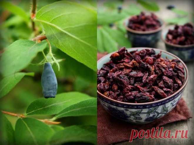 ЖИМОЛОСТЬ СУШЕНАЯ