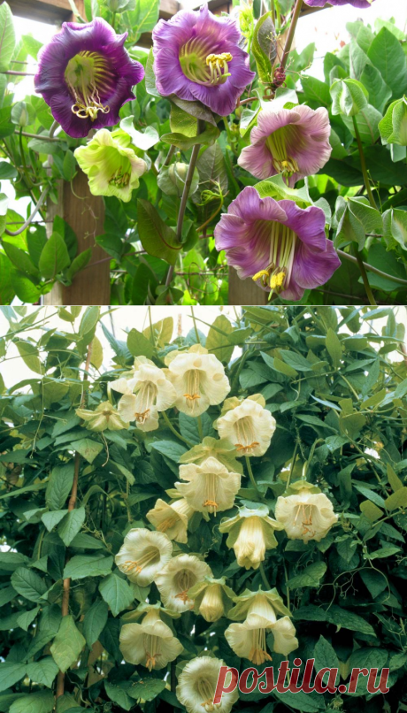 Красавица Кобея