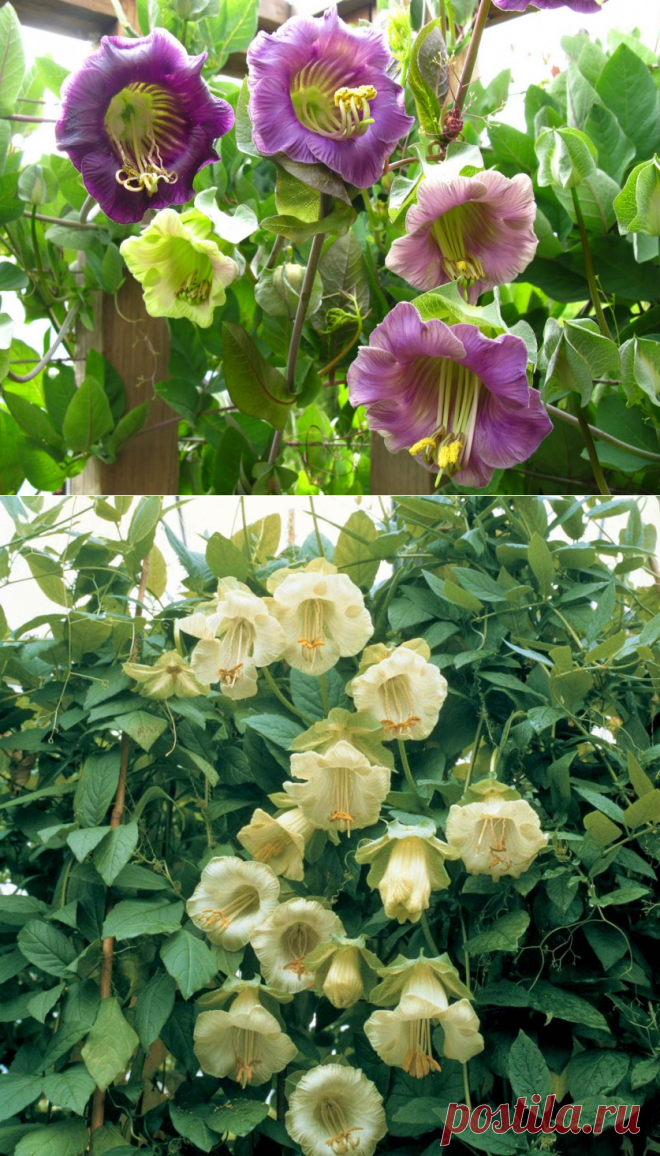 Красавица Кобея