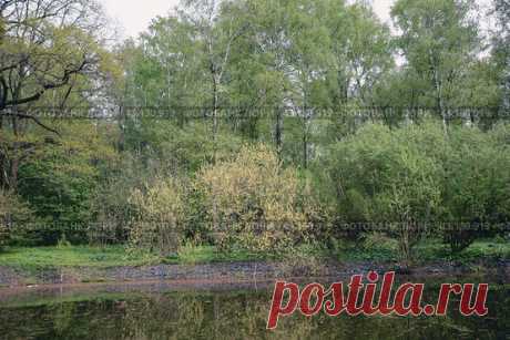 Scenic view of lake in forest park in spring Стоковое фото, фотограф Ilaronsia / Фотобанк Лори