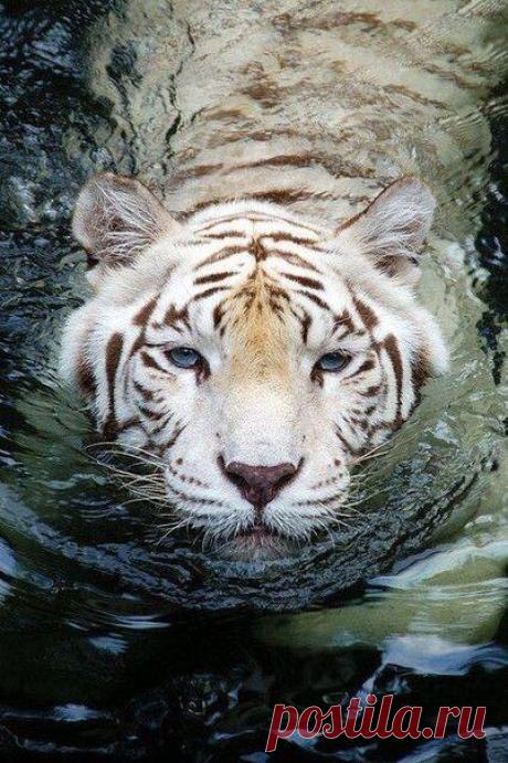 ♥ ЖИВОТНЫЕ ♥ ПРИРОДА ♥