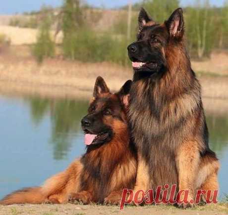 ЧУДЕСНАЯ ПАРА.....КРАСОТА....