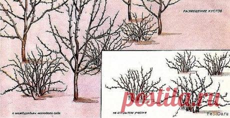 Крыжовник - агротехника, обрезка, размножение, вредители, болезни 

На структурных огородных почвах с глубоким плодородным слоем крыжовник 
можно возделывать более двадцати лет. На малоплодородных песчаных или 
торфянистых почвах кусты старше 10-12 лет оставлять нецелесообразно. Под 
Показать полностью…