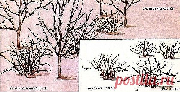 Крыжовник - агротехника, обрезка, размножение, вредители, болезни 

На структурных огородных почвах с глубоким плодородным слоем крыжовник 
можно возделывать более двадцати лет. На малоплодородных песчаных или 
торфянистых почвах кусты старше 10-12 лет оставлять нецелесообразно. Под 
Показать полностью…