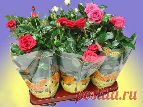 Как справиться со всеми капризами китайской розы — Сад на подоконнике