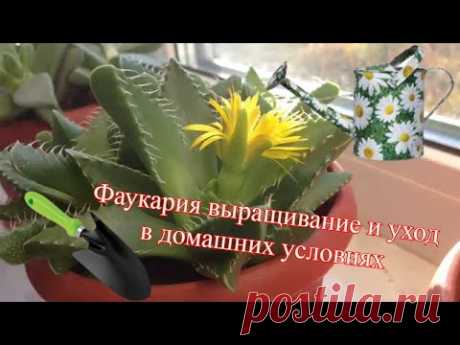 Фаукария выращивание и уход в домашних условиях