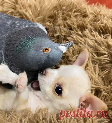 Дружба собаки, которая не может ходить, и голубя, который не умеет летать