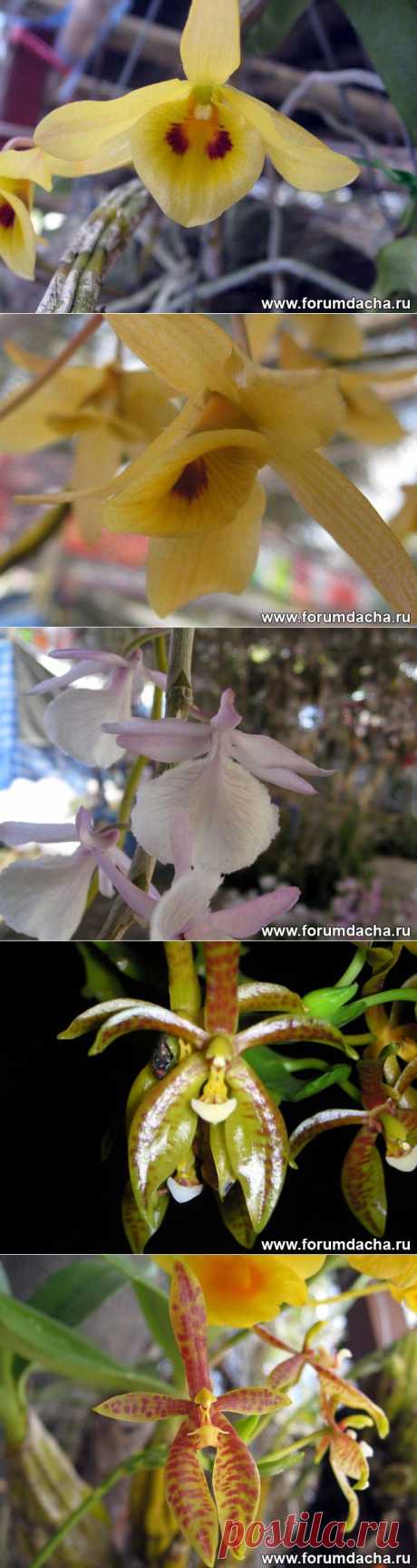 Фото орхидей. Фаленопсис, Ванда, Онцидиум, Дендробиум и ...
