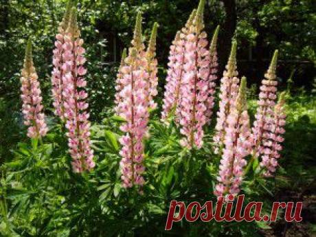 Время сеять сидераты