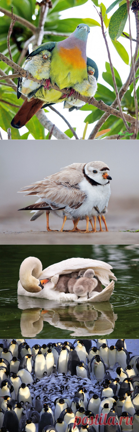 Всё, как у людей: самые трогательные семейные фото животного мира — Болтай