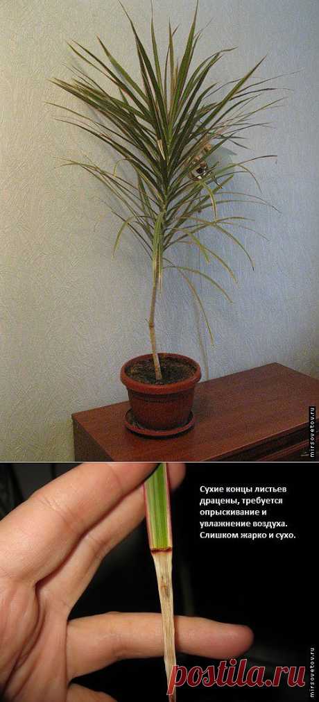 Уход за драценой