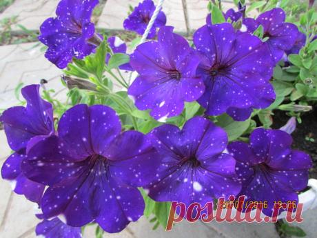 Петуния - хвастаемся цветущими растениями - Страница 17 - Форум цветоводов Фрау Флора