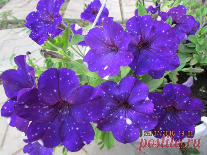 Петуния - хвастаемся цветущими растениями - Страница 17 - Форум цветоводов Фрау Флора