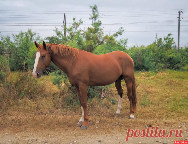 Фото: Встреча на сельской дороге. Фотограф путешественник Магомед Абдурахманов. Фото животных. Фотосайт Расфокус.ру