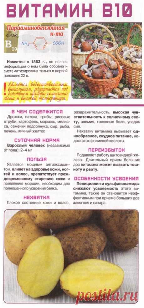 Витамин В10 в организме человека
