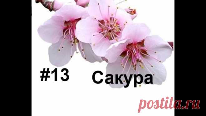Елена Переливская