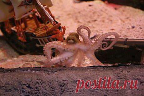 ДАЛЬНИЙ ВОСТОК для воровства млоепродуктов - ГЕНИЙ БИОРАЗНООБРАЗИЯ