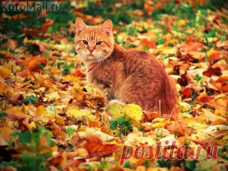 И рыжий кот похож на лист осенний