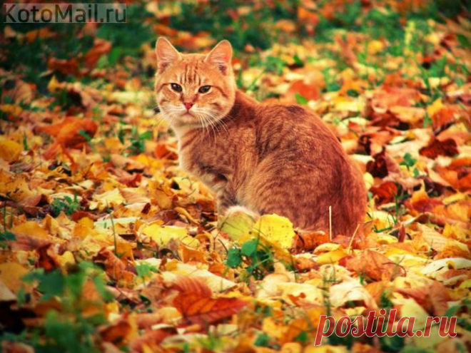 И рыжий кот похож на лист осенний