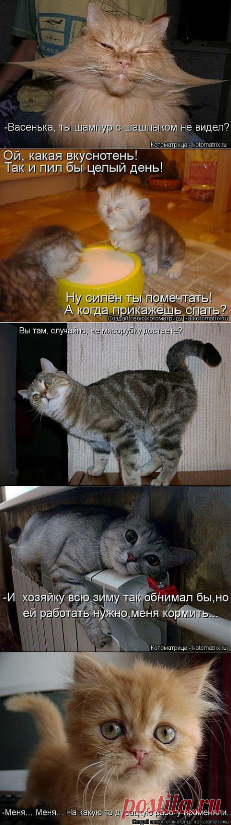 (+1) тема - - Ах, бестия! Какой ты плут! Ужо задам тебе я трёпку! | Четвероногий юмор