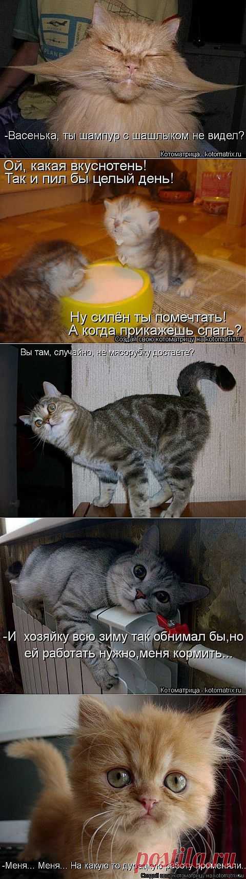 (+1) тема - - Ах, бестия! Какой ты плут! Ужо задам тебе я трёпку! | Четвероногий юмор