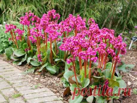 Гибридный бадан (Bergenia х hybrids), сорт «Увертюра» (Overture)