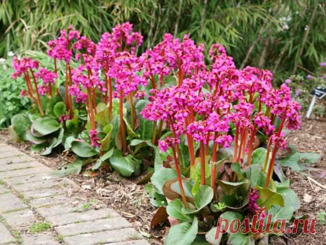 Гибридный бадан (Bergenia х hybrids), сорт «Увертюра» (Overture)