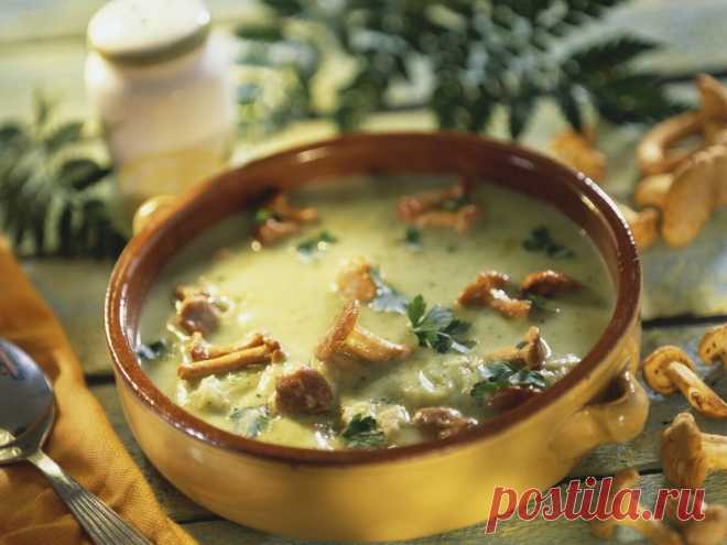 Прекрасные, вкусные и такие хрупкие - сыроежки | Грибной Дневник Лидии Бам | Яндекс Дзен