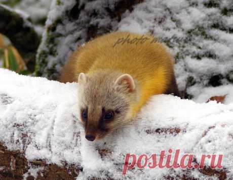 Mustelidae ☼ норки выдры хорьки | ВКонтакте
