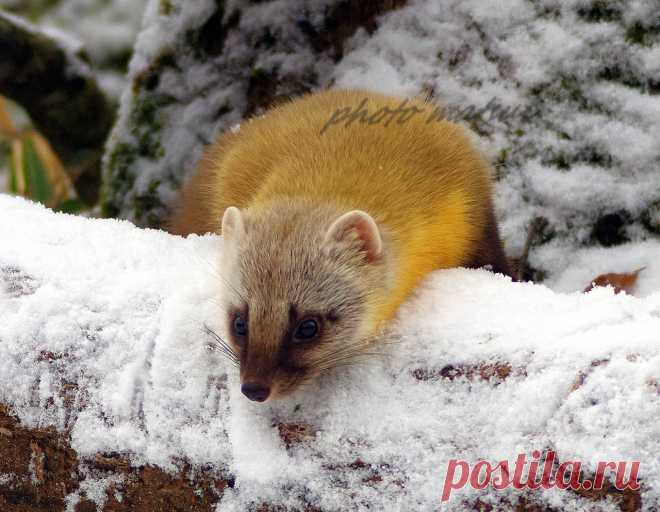 Mustelidae ☼ норки выдры хорьки | ВКонтакте
