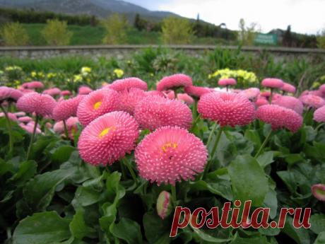 Многолетние цветы долгого цветения