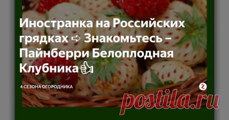 Иностранка на Российских грядках ➪ Знакомьтесь – Пайнберри Белоплодная Клубника👍 Клубника Пайнберри
Еще лет 10 назад мало кто слышал о белой землянике или белоплодной клубнике. Сейчас с этой культурой знакомы многие садоводы, и она с успехом захватывает грядки. Чем так привлекает это растение?
Белая земляника – гибрид, полученный селекционным путем. Другое название - Пайнберри. Невысокое травянистое растение, способное плодоносить несколько раз за сезон. Ягоды от бледно-желтог