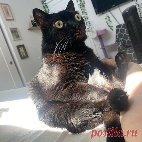 Кошка стала мэром города в США
