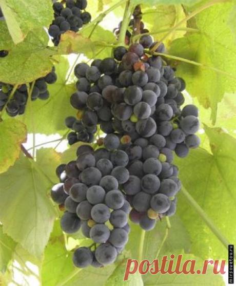 Виноградное домашнее вино.