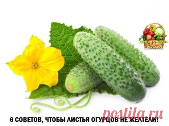 (60) Одноклассники
