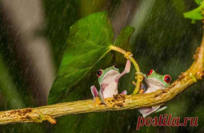 Природное очарование: 20 находчивых животных, спрятавшихся от дождя при помощи импровизированного зонтика | Ультрамарин