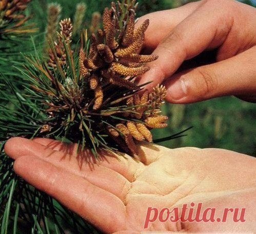 ЦЕЛЕБНЫЕ СВОЙСТВА СОСНОВОЙ ПЫЛЬЦЫ.
Сосна — это царица среди деревьев, а сосновая пыльца — это лучшая цветочная пыльца.
Пыльца сосны сочетает в себе свойства пищевого продукта и лекарственного препарата. Она содержит около 200 чистых, природных, биологически активных питательных веществ.