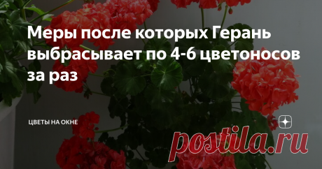 Меры после которых Герань выбрасывает по 4-6 цветоносов за раз